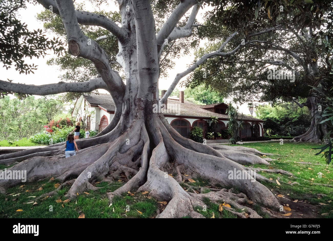 Massive, tordus et racines agressives d'identifier facilement la baie de Moreton figuier (Ficus macrophylla), qui est également connu comme un arbre banyan et le plus commun le long de la côte orientale de l'Australie où se trouve la baie de Moreton. Ces arbres ont des racines peu profondes racines contrefort appelé parce qu'ils se propagent de garder l'arbre de basculer. Les racines de grande envergure aussi à l'arbre pour obtenir plus d'éléments nutritifs du sol. Ce vieux figuier spécimen a été photographié à Rancho Los Alamitos Historic Ranch et jardins à Long Beach, Californie, USA. Banque D'Images