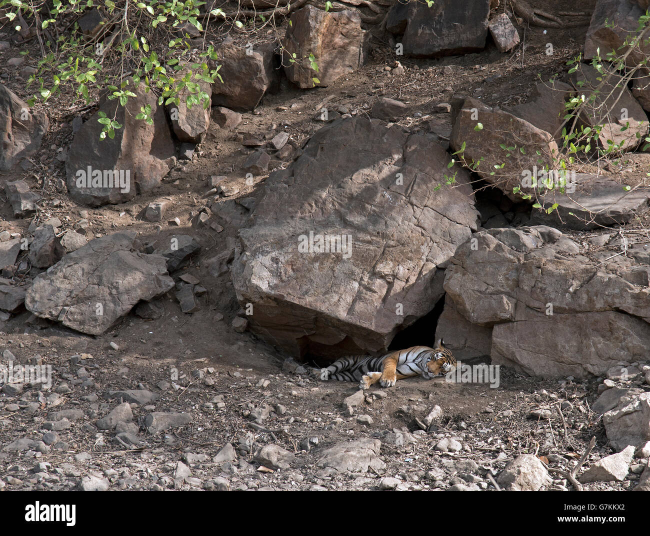 L'image du tigre (Panthera tigris) Noor ou T39 a été prise à Ranthambore, Inde Banque D'Images