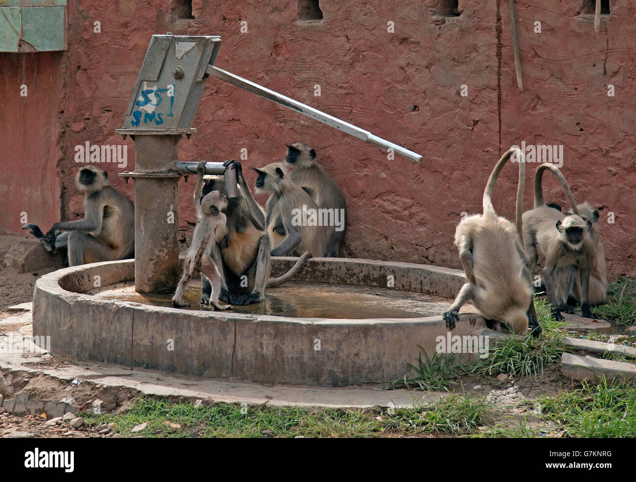 L'image d'animaux singe Semnopithèque Entelle ( ) a été prise de Sawai Madhopur Inde Banque D'Images