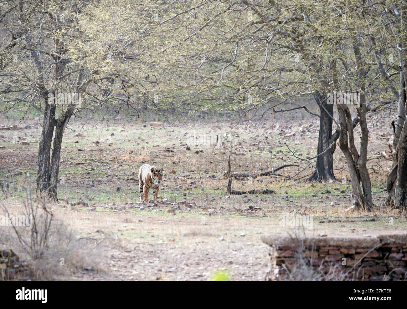 L'image du tigre (Panthera tigris) Pacman ou T85 a été prise à Ranthambore, Inde Banque D'Images