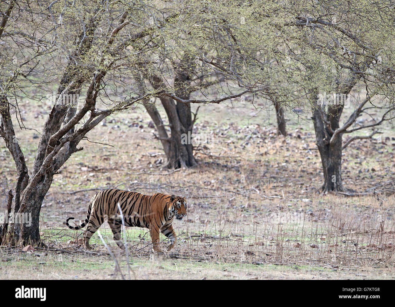 L'image du tigre (Panthera tigris) Pacman ou T85 a été prise à Ranthambore, Inde Banque D'Images