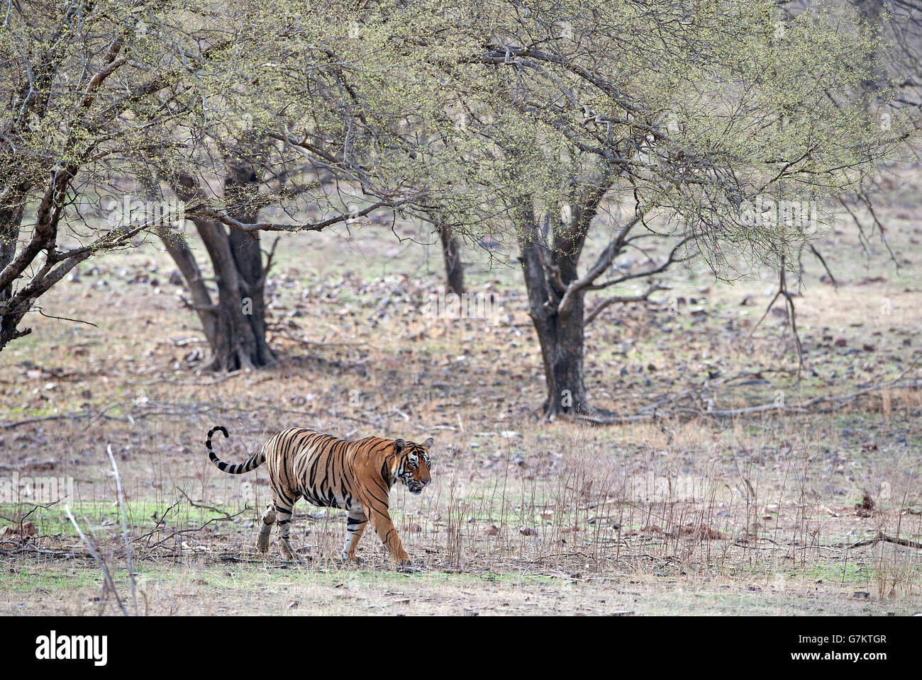 L'image du tigre (Panthera tigris) Pacman ou T85 a été prise à Ranthambore, Inde Banque D'Images