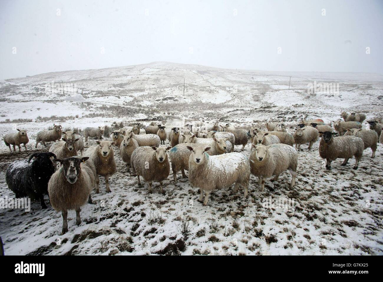 Moutons dans la neige, dans les Glens d'Antrim, comme une alerte météo orange est annoncée en Irlande du Nord. Banque D'Images
