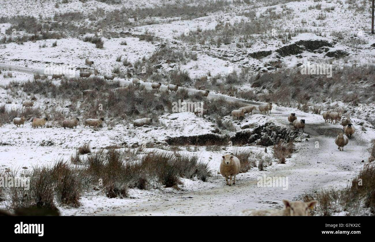 Moutons dans la neige dans les Glens d'Antrim, comme une alerte météo orange est annoncée en Irlande du Nord. Banque D'Images