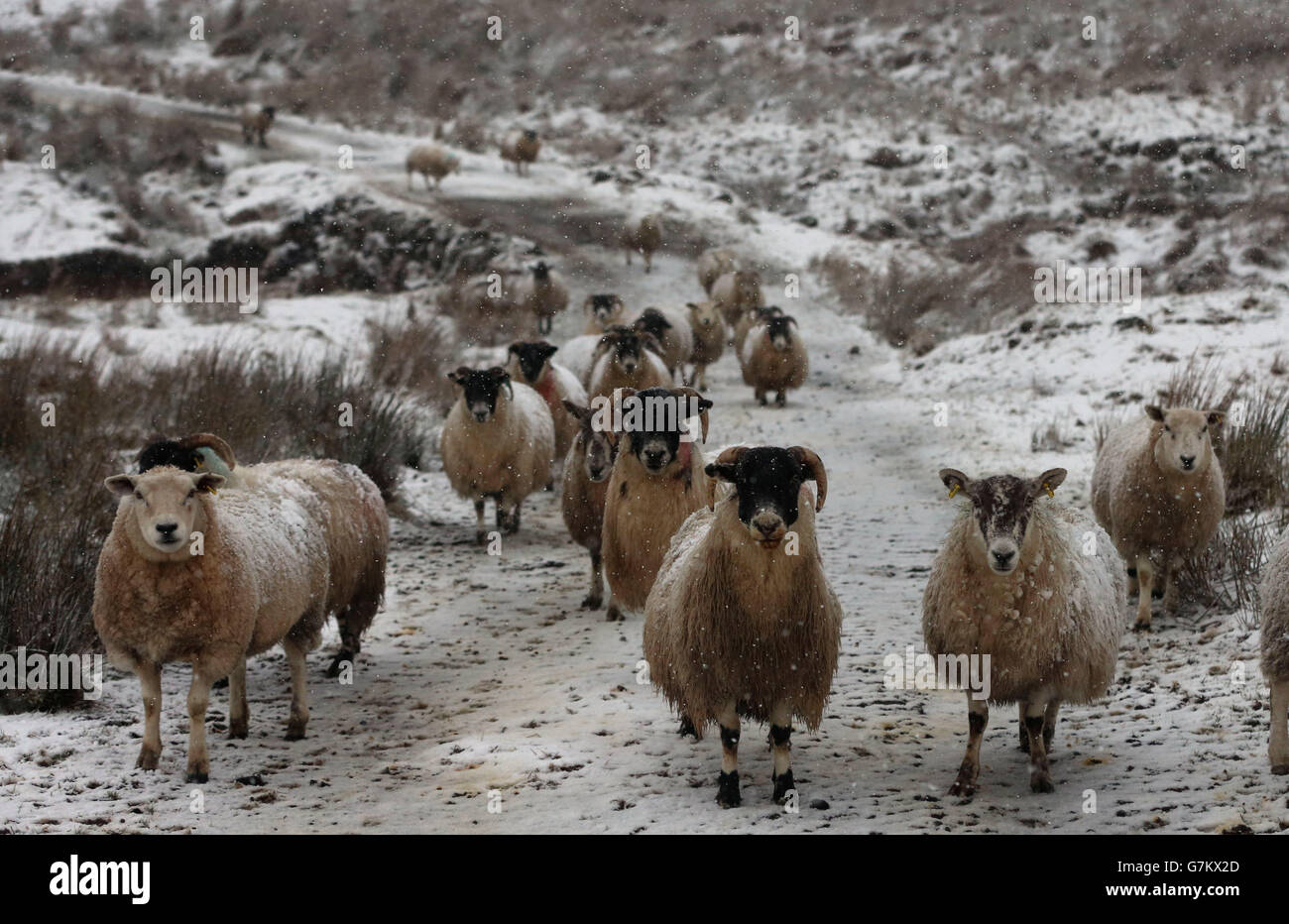 Moutons dans la neige dans les Glens d'Antrim, comme une alerte météo orange est annoncée en Irlande du Nord. Banque D'Images