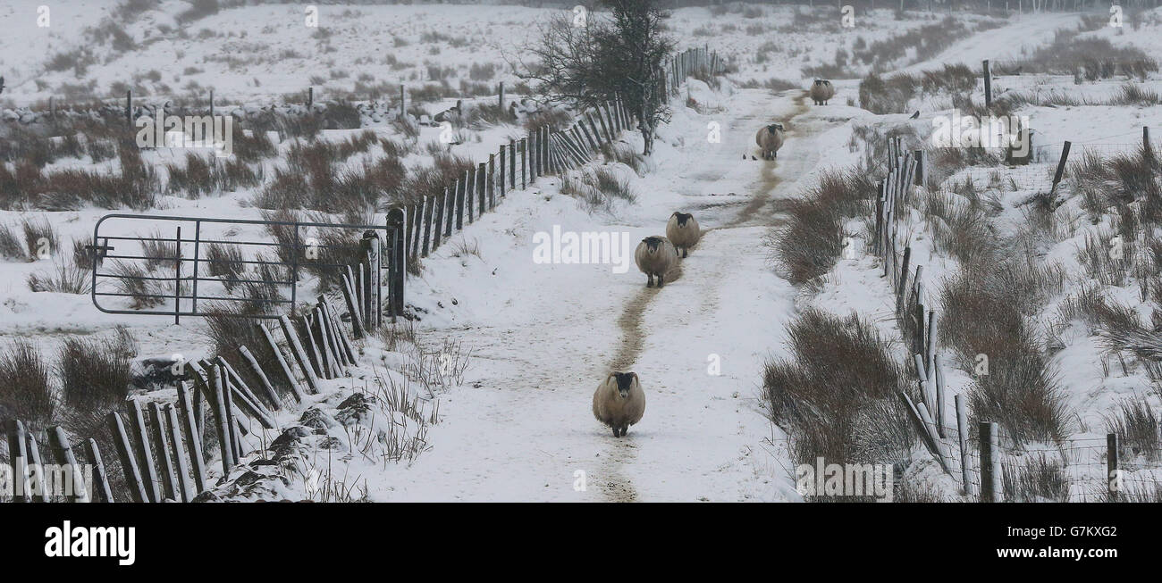Une vue générale des moutons dans la neige dans les Glens d'Antrim, comme une alerte météo orange est annoncée en Irlande du Nord. Banque D'Images