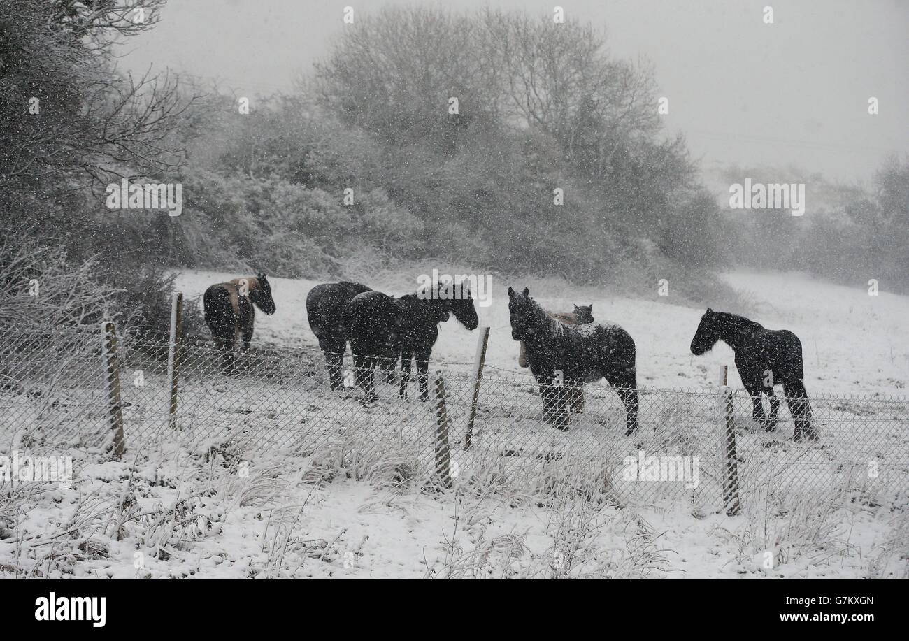 Une vue générale des chevaux dans un champ dans les collines de Belfast, comme une alerte météo orange est annoncée en Irlande du Nord. Banque D'Images