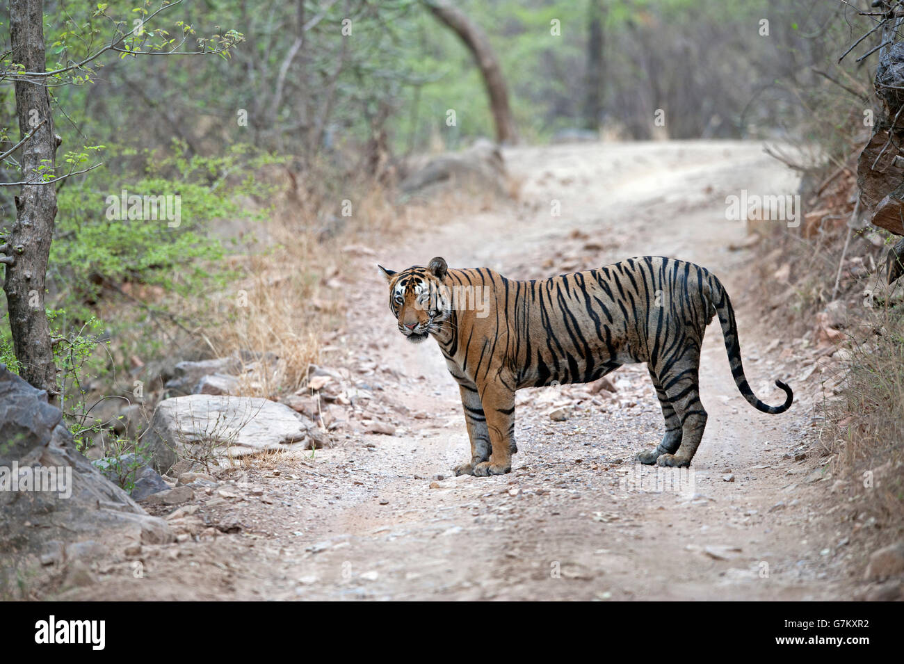 L'image du tigre (Panthera tigris) Pacman ou T85 a été prise à Ranthambore, Inde Banque D'Images