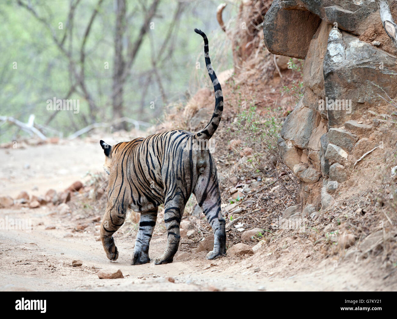 L'image du tigre (Panthera tigris) Pacman ou T85 a été prise à Ranthambore, Inde Banque D'Images