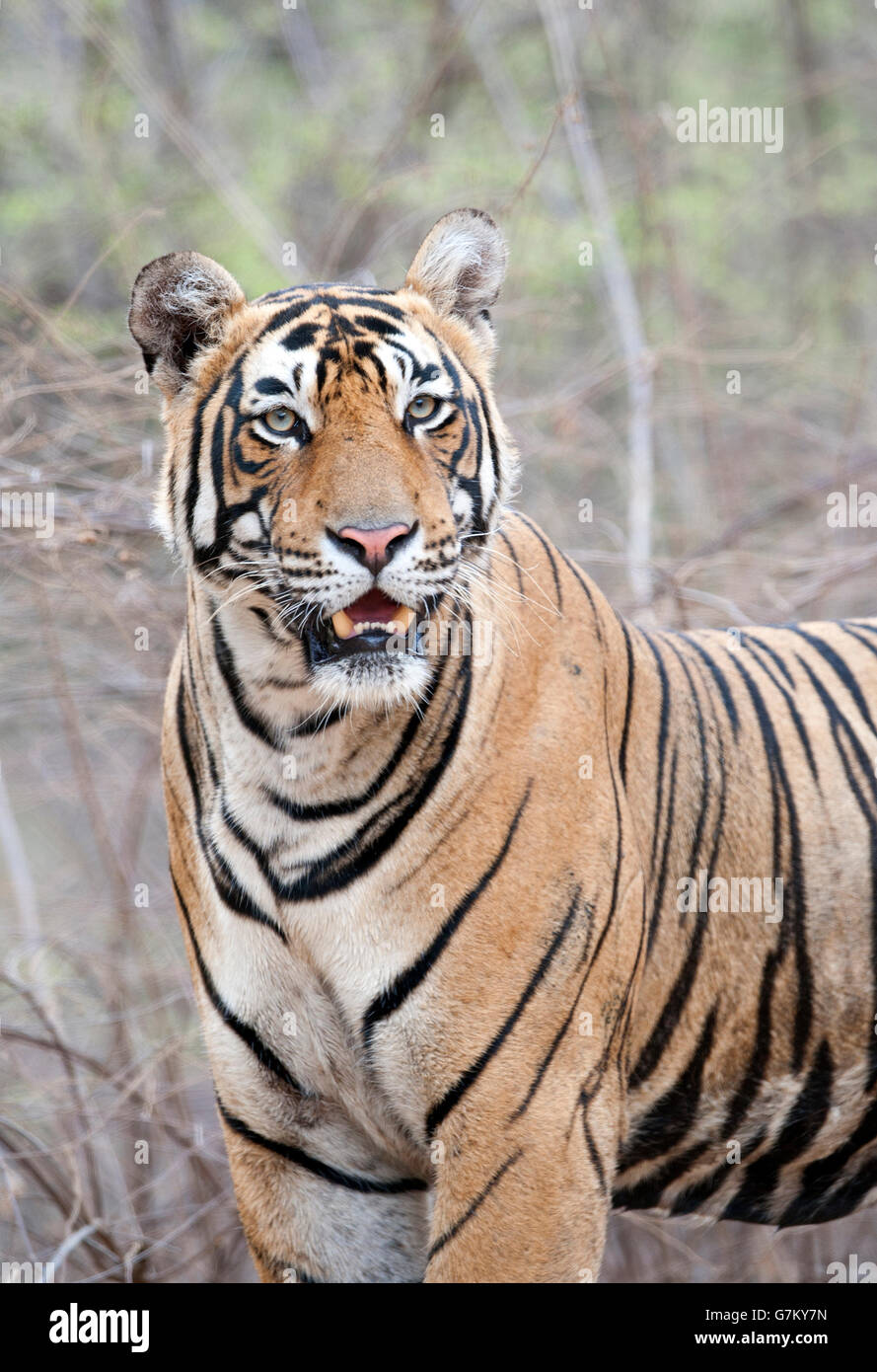 L'image du tigre (Panthera tigris) Pacman ou T85 a été prise à Ranthambore, Inde Banque D'Images