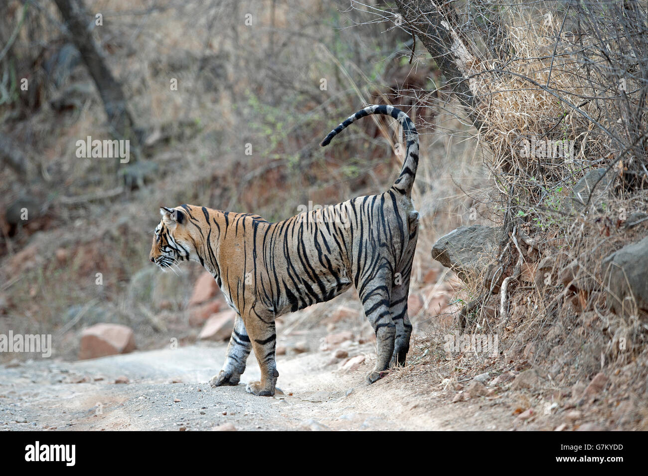 L'image du tigre (Panthera tigris) Pacman ou T85 a été prise à Ranthambore, Inde Banque D'Images