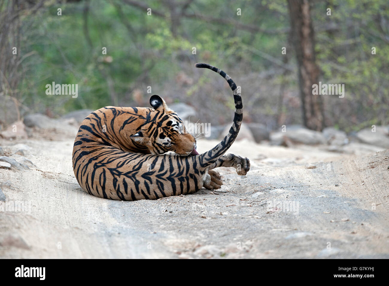 L'image du tigre (Panthera tigris) Pacman ou T85 a été prise à Ranthambore, Inde Banque D'Images