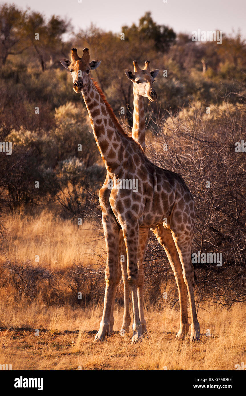 Deux girafes dans la savane, en Namibie, Afrique Banque D'Images Deux girafes dans la savane, en Namibie, Afrique Banque D'Images