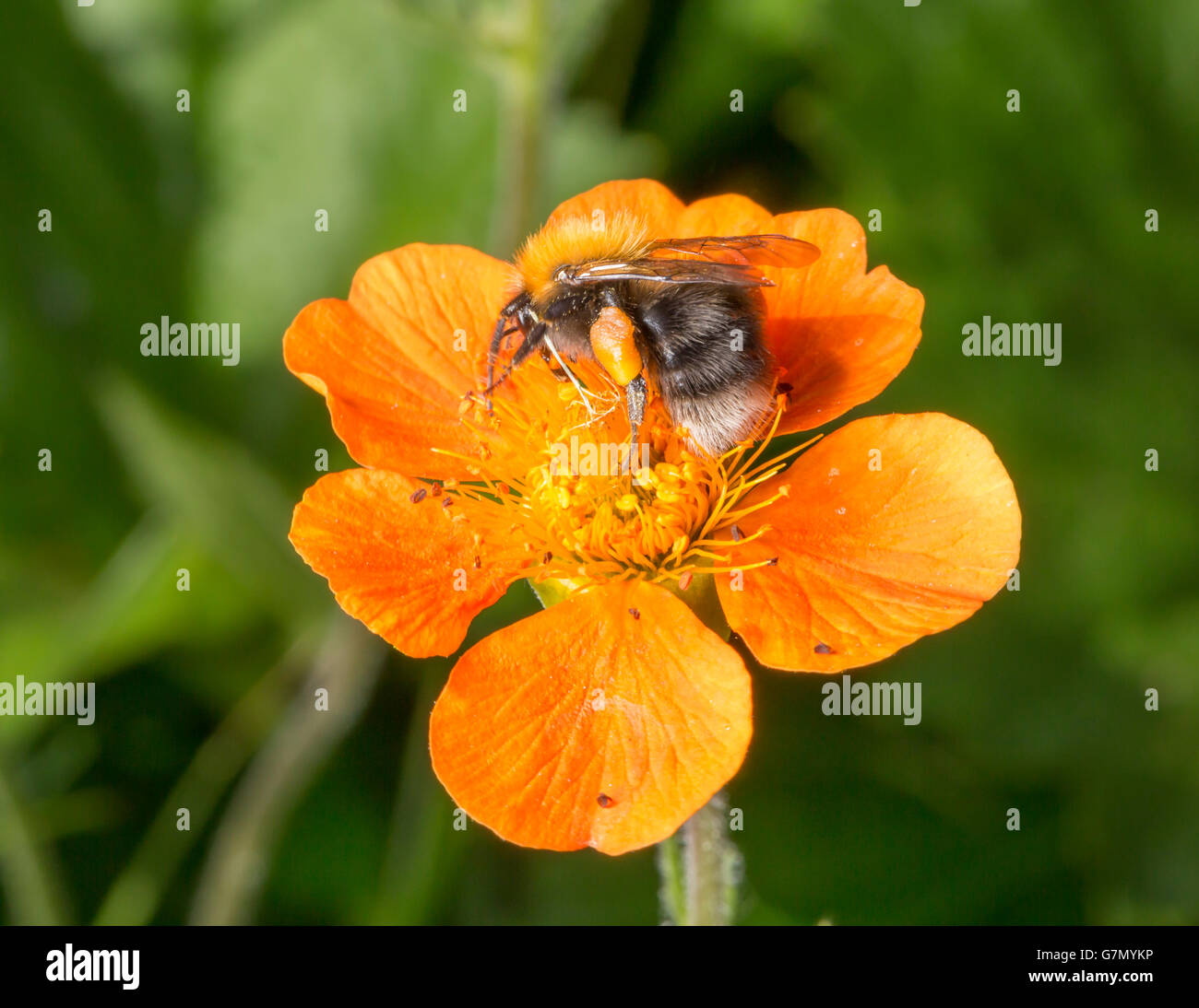 Bourdon sur fleur orange avec sa corbeille à pollen. Banque D'Images