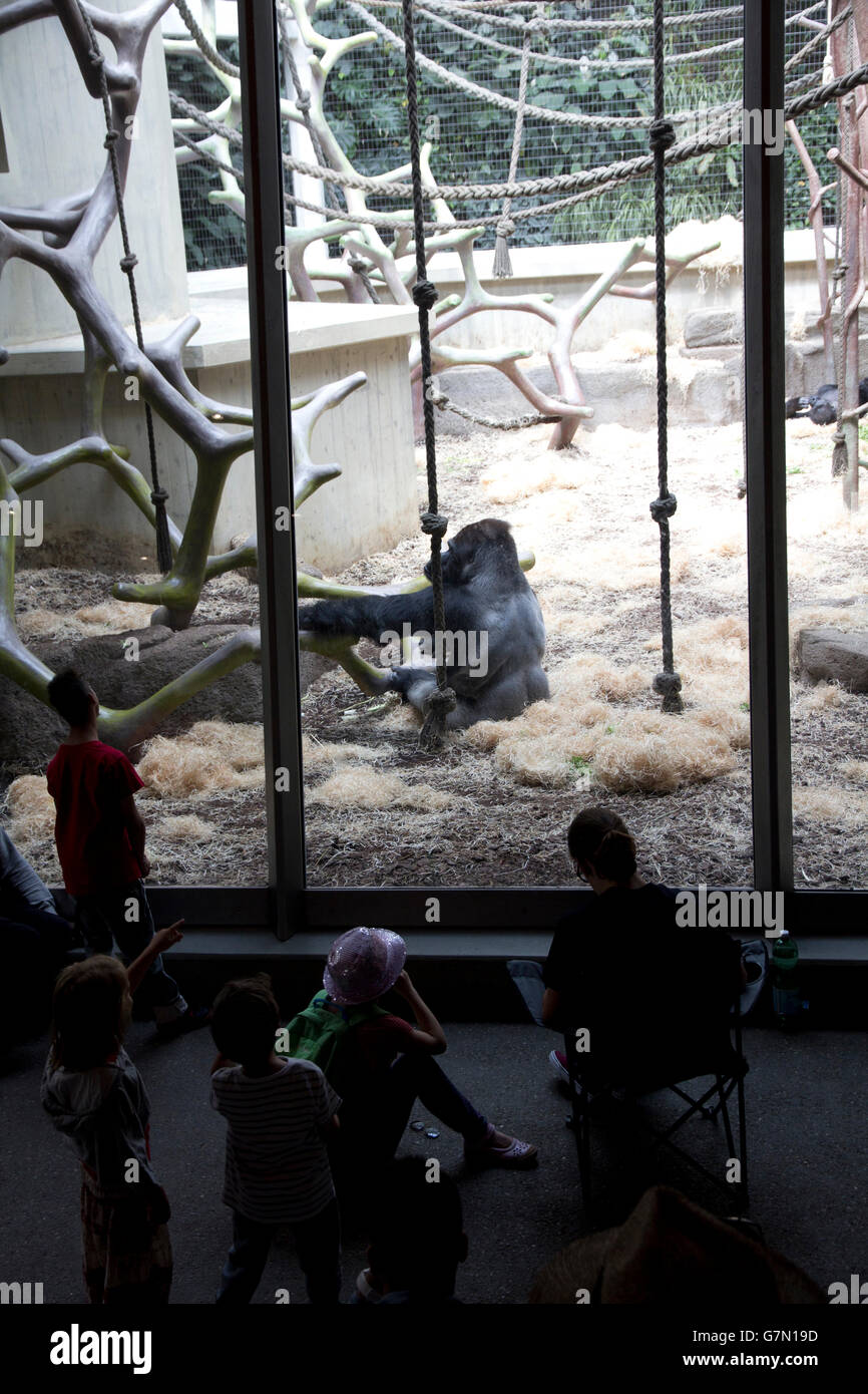 Les visiteurs peuvent interagir avec des gorilles de plaines et d'autres primates de la Chambre à Primate Geigy zoo de Bâle, Bâle, Suisse. Banque D'Images