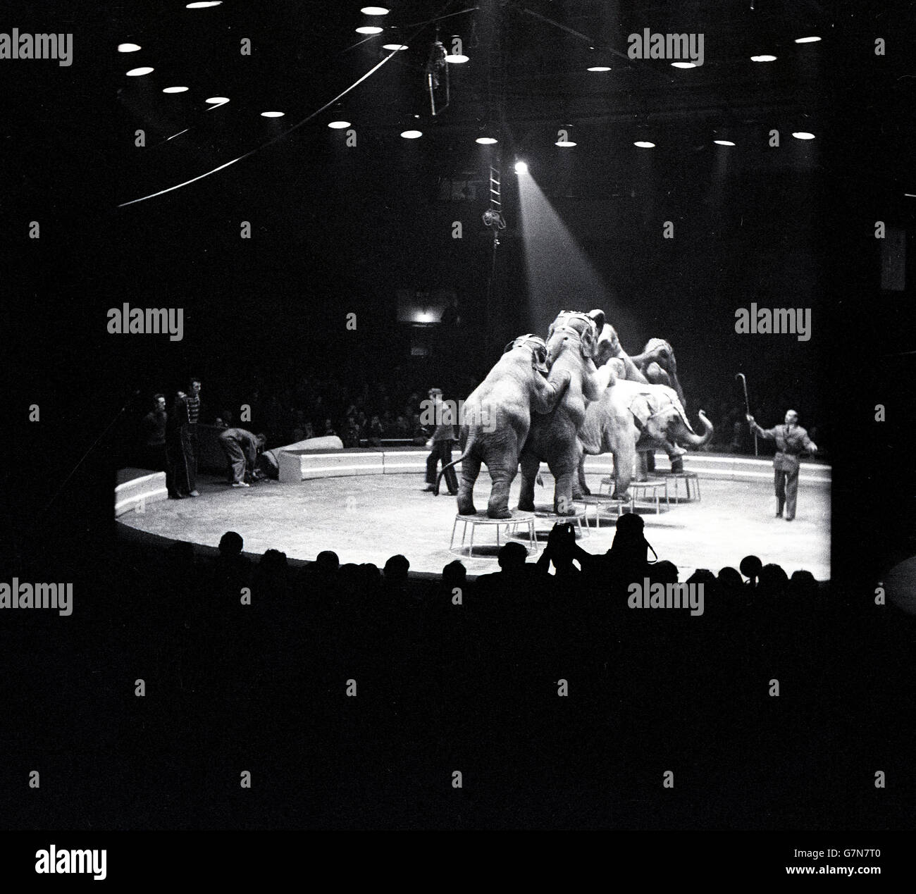 Années 1950, tableau historique des éléphants d'effectuer sous des lampes à un cirque. Banque D'Images