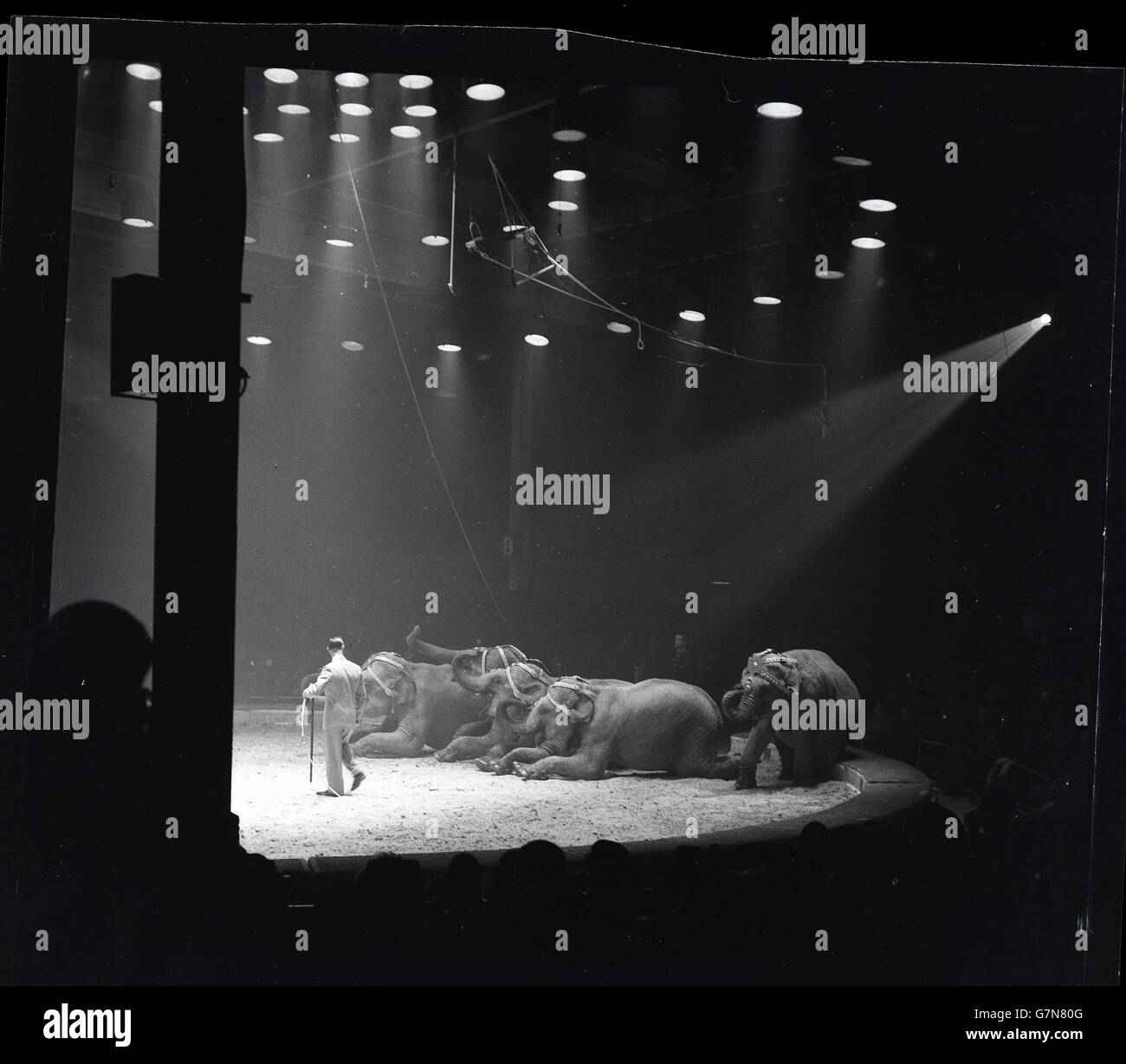 Années 1950, tableau historique des éléphants d'effectuer sous des lampes à un cirque. Banque D'Images