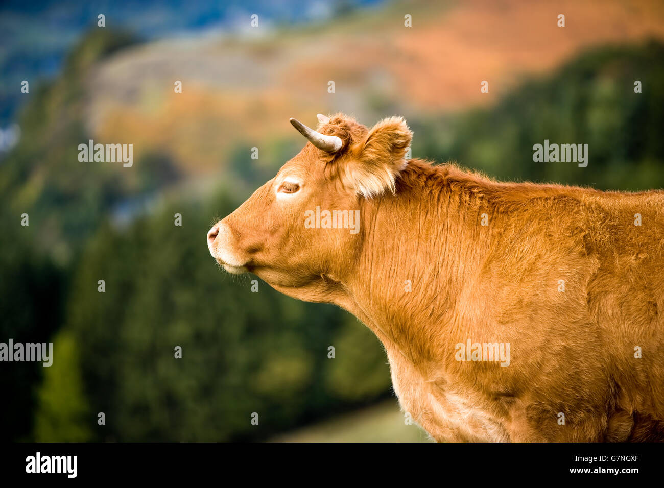 Saler rouge vache dans les monts d'Auvergne Banque D'Images