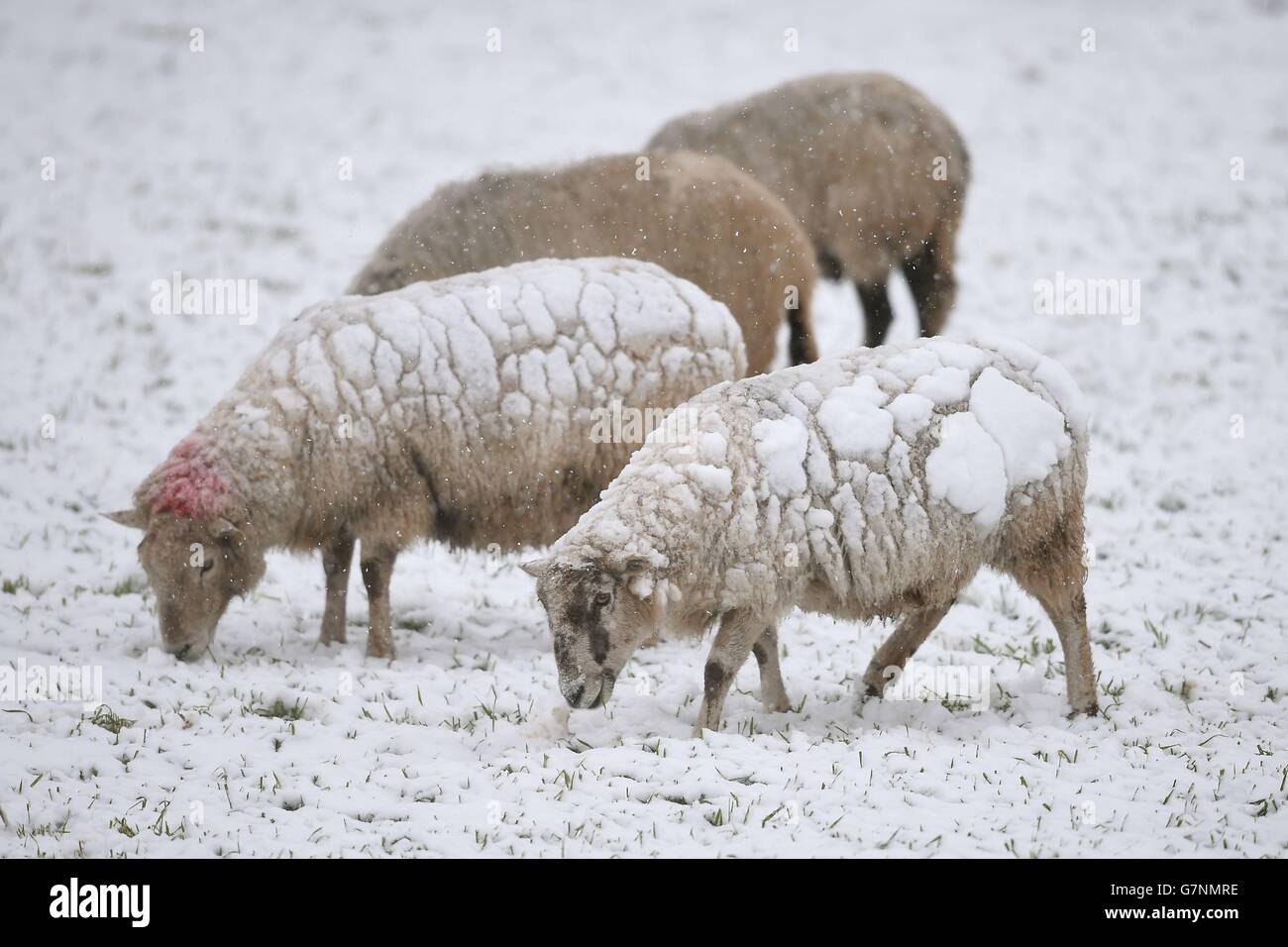 La neige s'installe à l'arrière des moutons lorsqu'ils se mettent à brouter dans un champ de Buxton, dans le Derbyshire. Banque D'Images