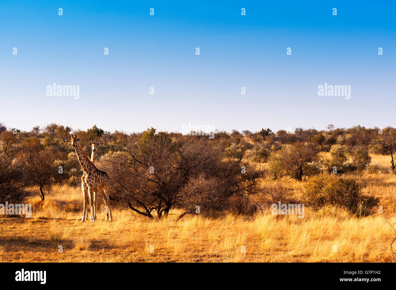 Deux girafes dans la savane, en Namibie, Afrique Banque D'Images Deux girafes dans la savane, en Namibie, Afrique Banque D'Images