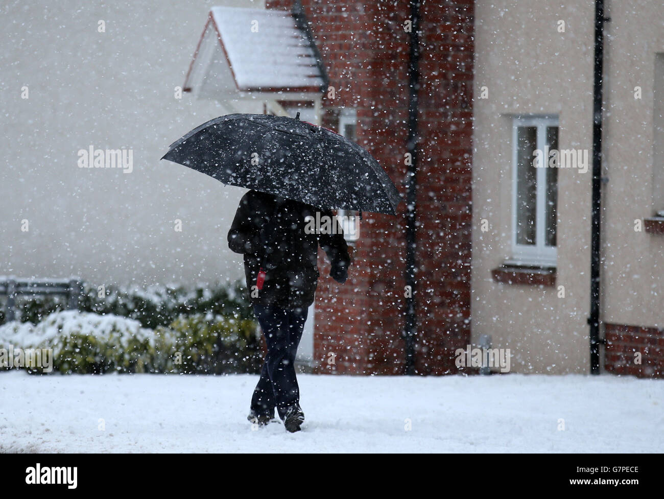 Un marcheur dans des conditions de blizzard à Larbert Woods, dans le centre de l'Écosse, alors que la neige continue de tomber. Banque D'Images