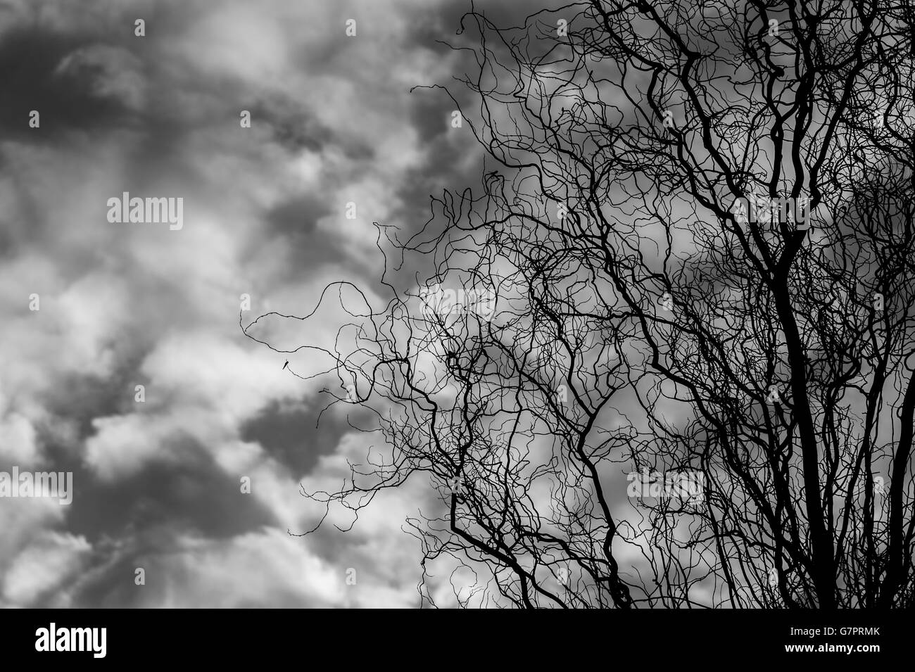 Altocumulus avec les branches d'arbre en silhouette Banque D'Images