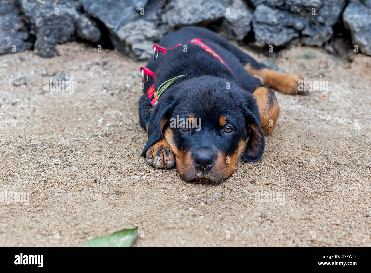 Portrait d'un jeune chiot Rottweiler, deux mois Banque D'Images