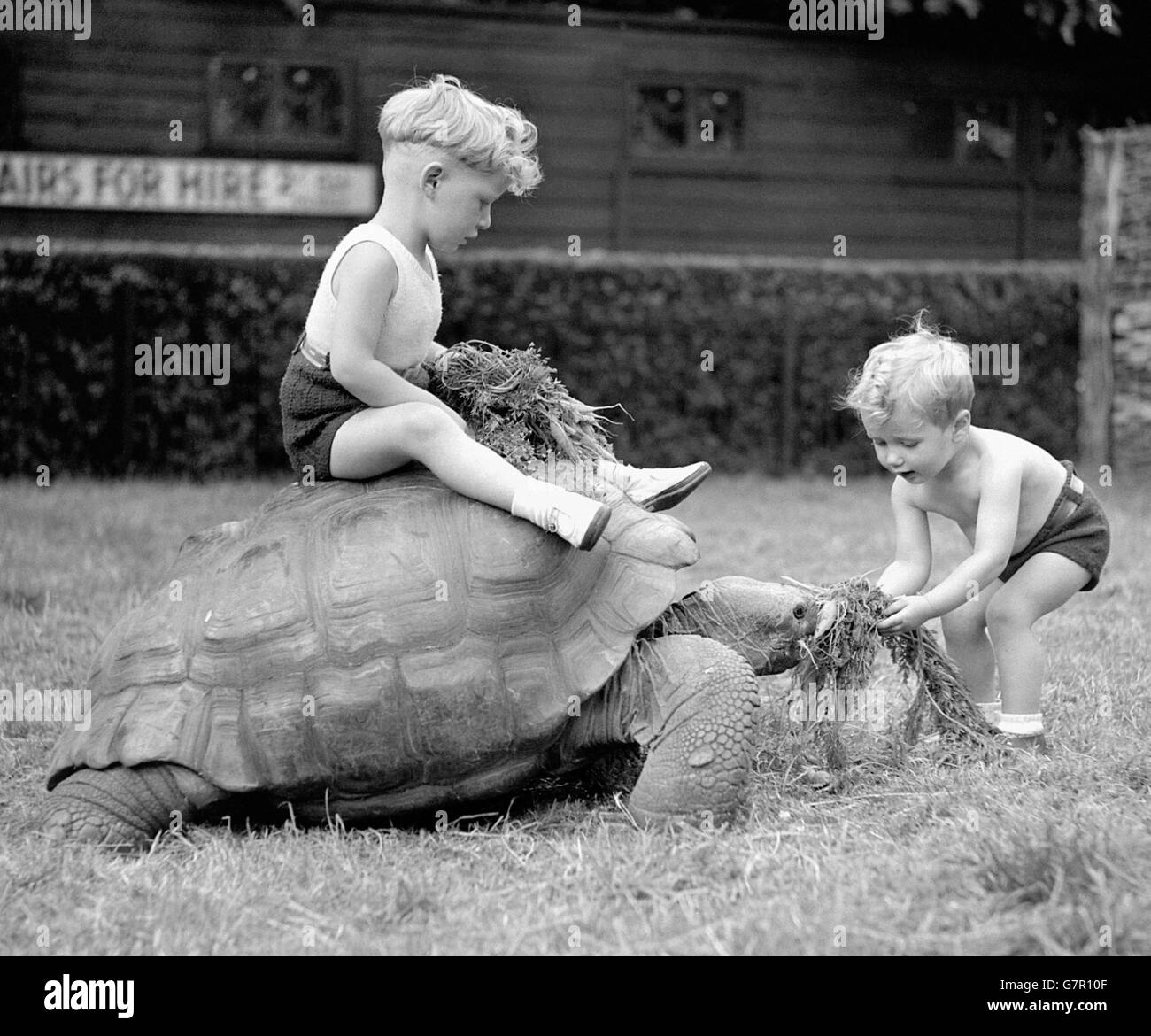 Deux jeunes garçons nourrissent George la tortue géante de Londres Zoo Banque D'Images