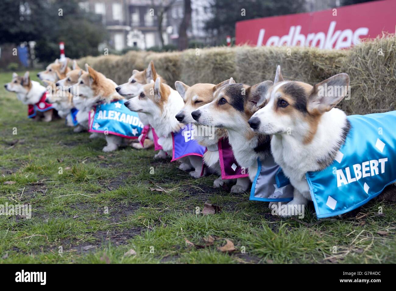 Dix Corgis Preparez Vous A Courir Les Uns Contre Les Autres Dans La Course De Corgi Royale De La Coupe D Or Du Palais Barkingham De Ladbrokes A Bedford Square Londres Dans L Espoir De Dix Corgis Preparez Vous A Courir Les Uns Contre Les Autres Dans La Course De Corgi Royale De La Coupe D Or Du Palais Barkingham De Ladbrokes A Bedford Square Londres Dans L Espoir De