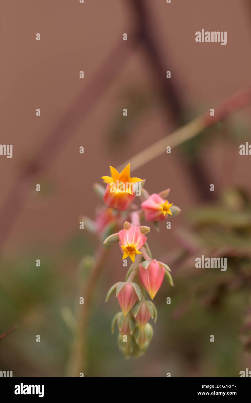 Fleur Orange de succulentes Echeveria derenbergii, aussi appelée la belle dame, est endémique au Mexique. Banque D'Images