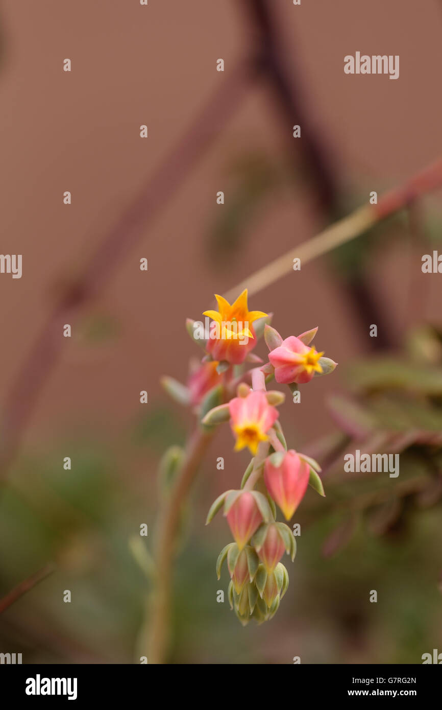 Fleur Orange de succulentes Echeveria derenbergii, aussi appelée la belle dame, est endémique au Mexique. Banque D'Images