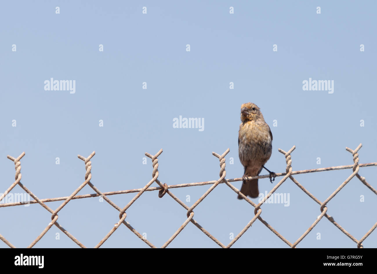 Roselin femelle oiseau avec un corps brun est assis sur une clôture prêt à voler à un marais dans le sud de la Californie aux États-Unis Banque D'Images
