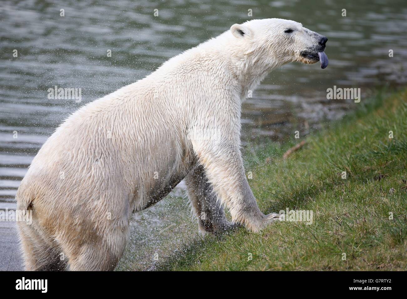 Pixel, le nouvel ours polaire vieux de deux ans, arrive au Yorkshire Wildlife Park. Banque D'Images