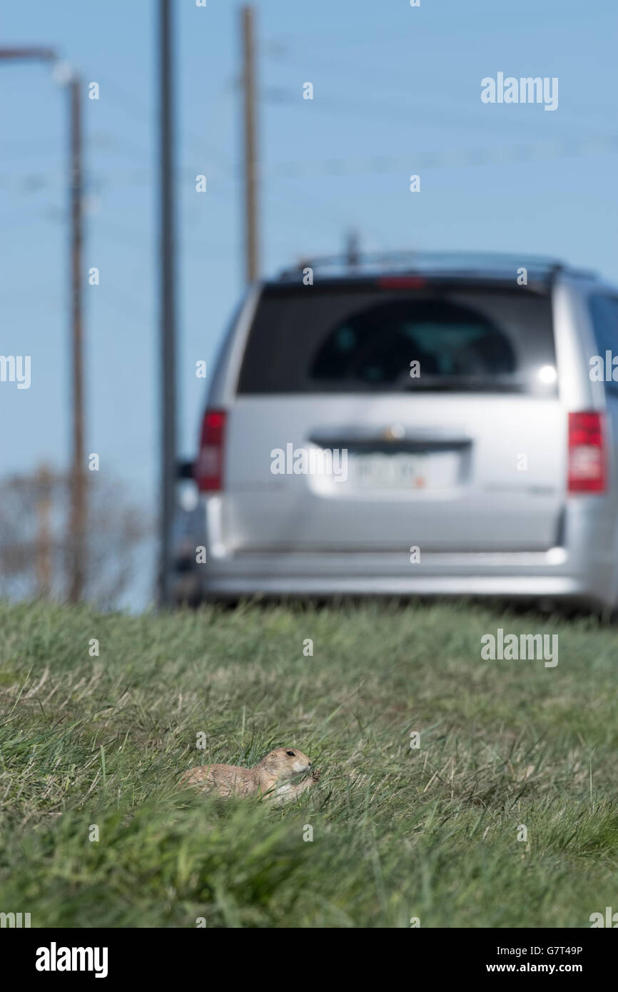 Chien de prairie à la recherche de l'herbe bien qu'une voiture passe très près de son accueil/ terrier. Castle Rock Colorado nous. Banque D'Images