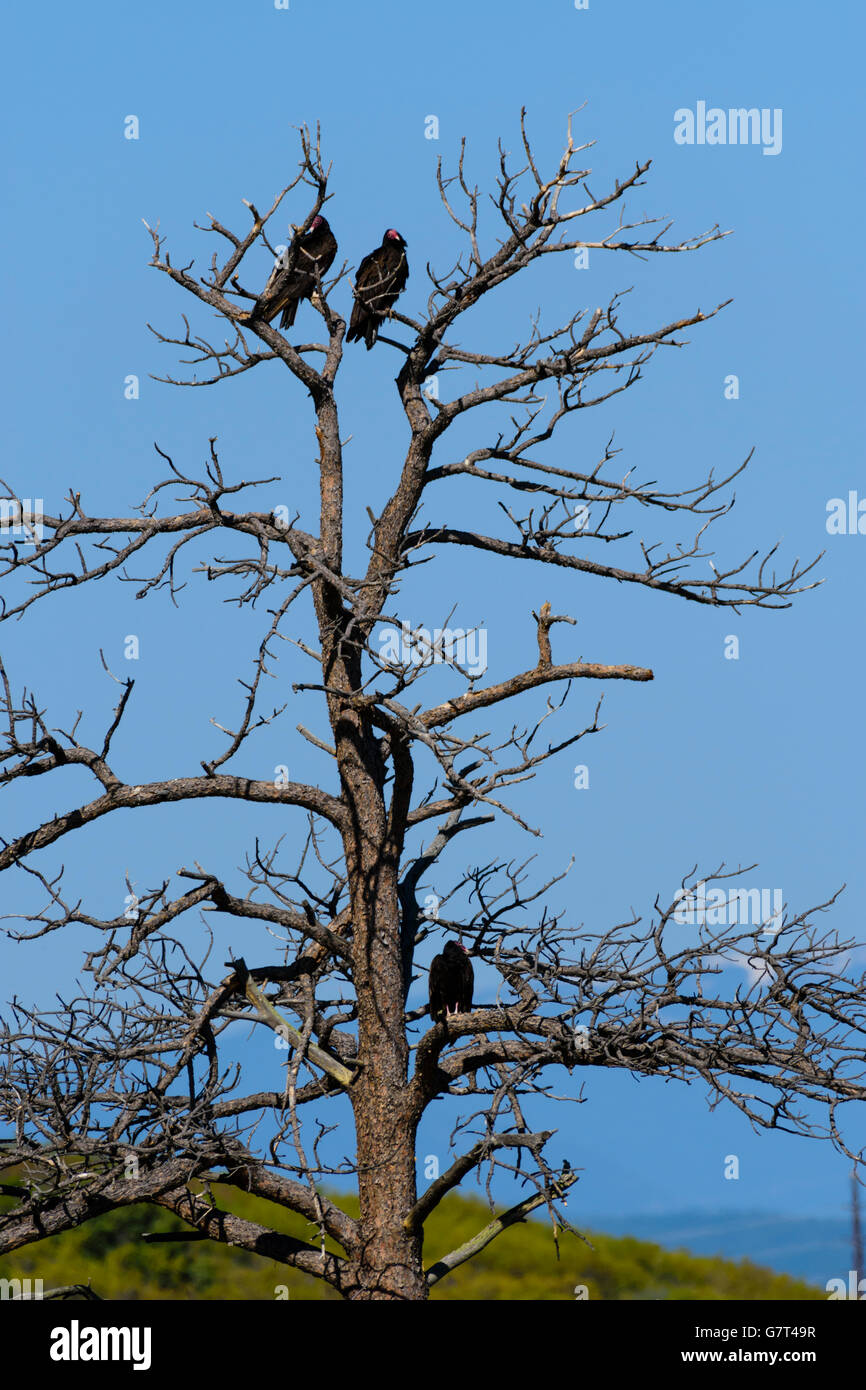 Trois Urubus à tête rouge (Cathartes aura) se percher dans les vieux arbres de pin ponderosa, Castle Rock Colorado nous. Banque D'Images