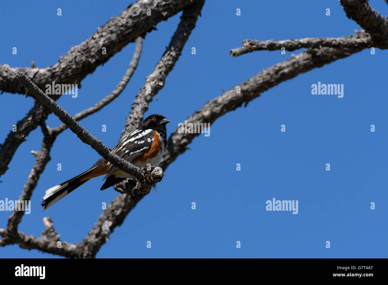 Towhee tachetée mâle (Pipilo maculatus), dans le vieux pin Ponderosa- début du printemps. Castle Rock Colorado États-Unis. Anciennement, le Rufous-Side Towhee. Banque D'Images