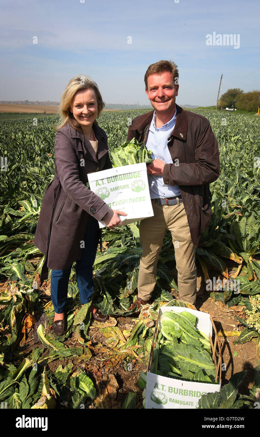 Craig Mackinlay, candidat au Parlement conservateur pour South Thanet est accompagné de Liz Truss, secrétaire d'État à l'Environnement, à l'alimentation et aux Affaires rurales, qui a coupé des choux-fleurs pour le marché de Ramsgate lors d'une visite de campagne électorale générale dans une ferme près de Manston, dans le Kent. Banque D'Images