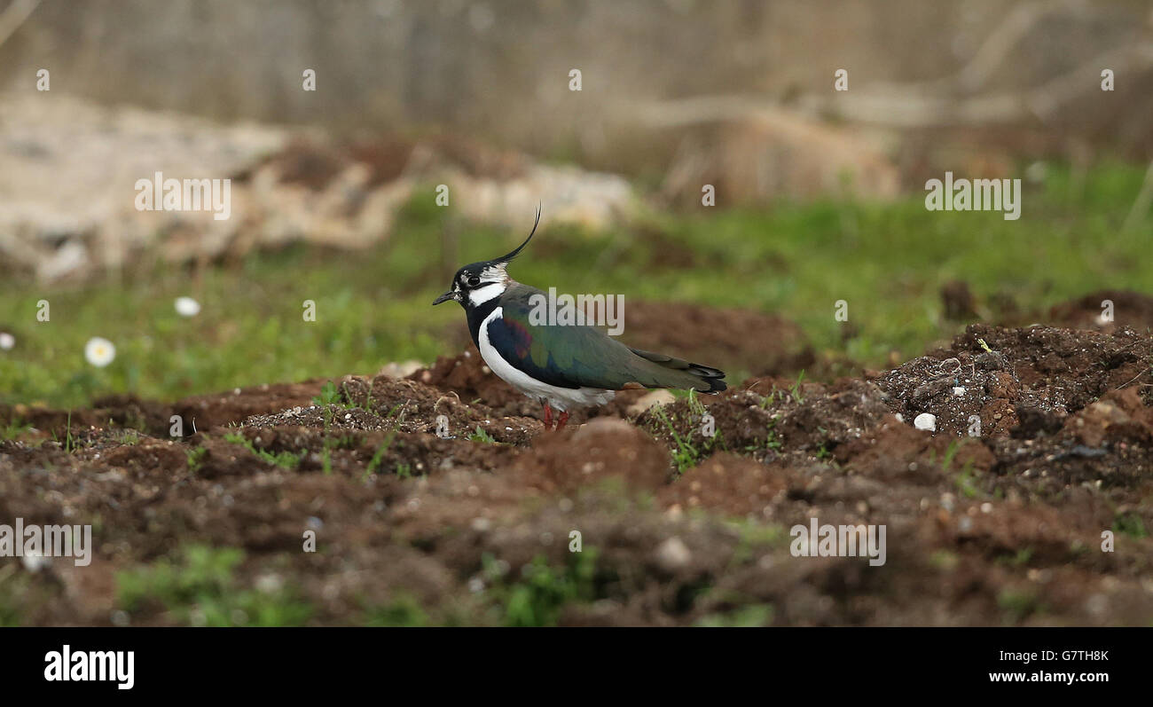 Sanctuaire pour oiseaux menacés de prison Banque D'Images