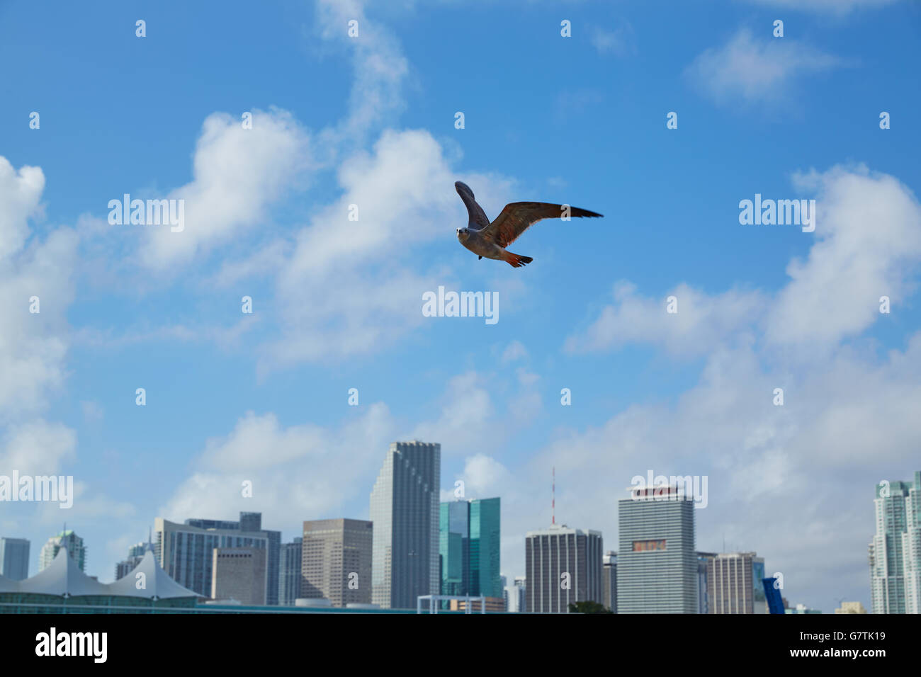 Le centre-ville de Miami avec seagull flying en Floride USA journée ensoleillée Banque D'Images