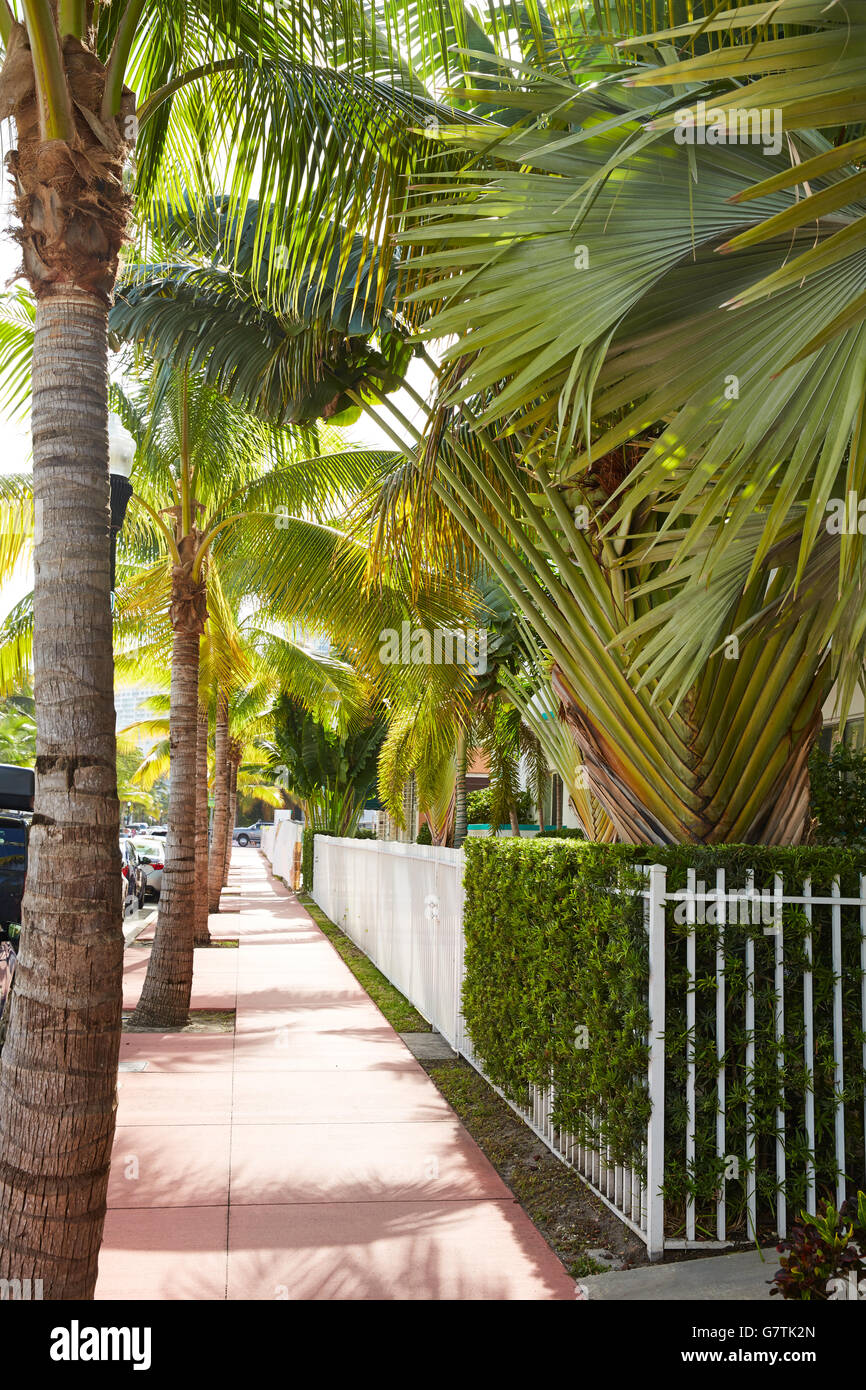 Rue de Miami Beach avec des palmiers sur les trottoirs en Floride USA Banque D'Images