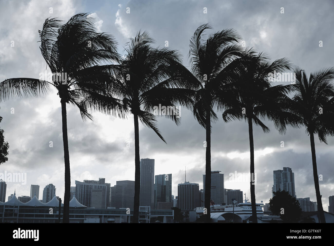 La ville de Miami au coucher du soleil avec des palmiers en Floride USA Banque D'Images