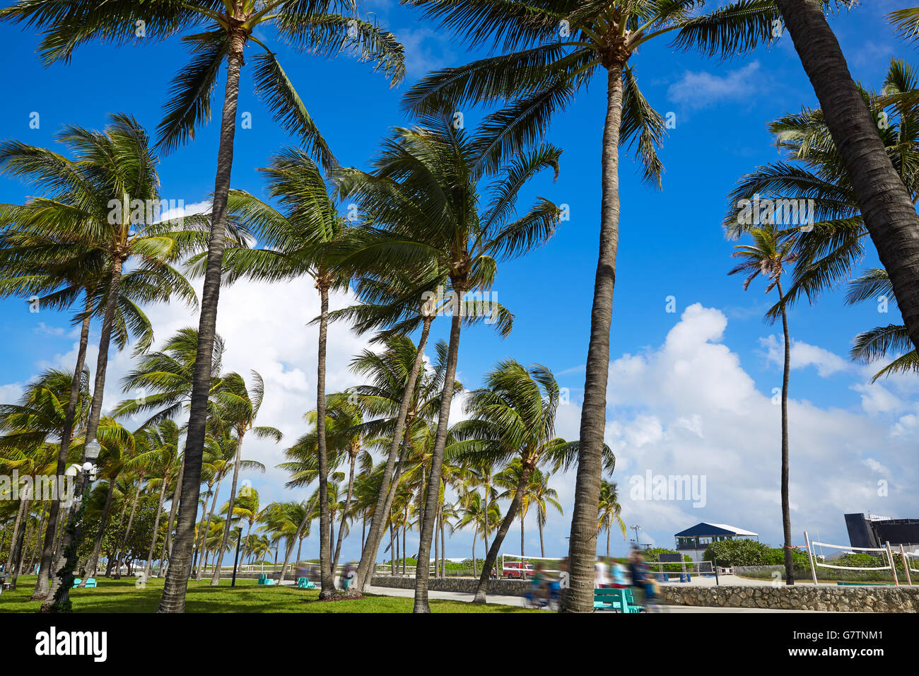 Miami Beach Ocean boulevard quartier Art déco en Floride USA Palmiers Banque D'Images