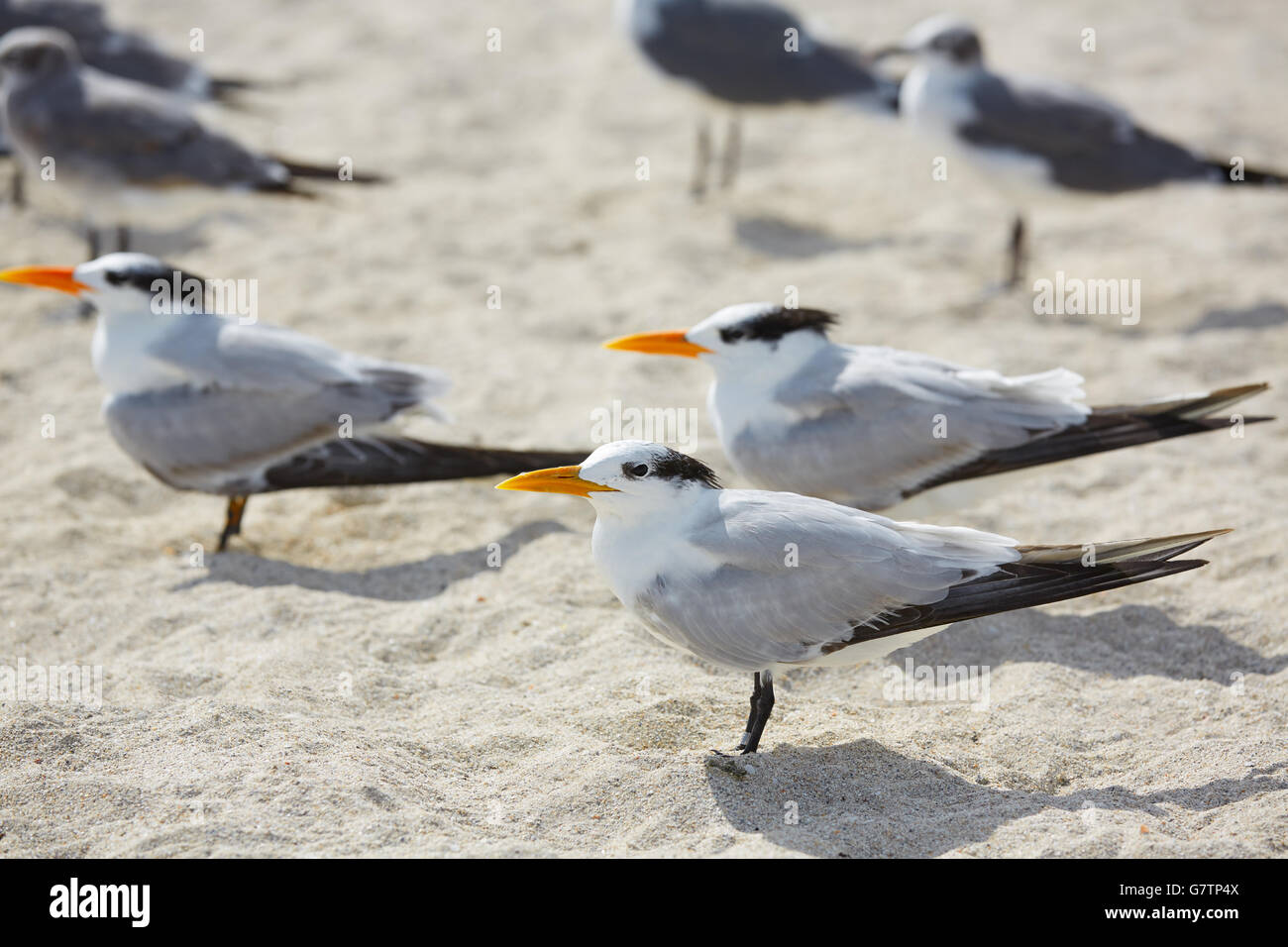 La sterne caspienne, les oiseaux de mer à Miami South Beach Floride USA Banque D'Images La sterne caspienne, les oiseaux de mer à Miami South Beach Floride USA Banque D'Images