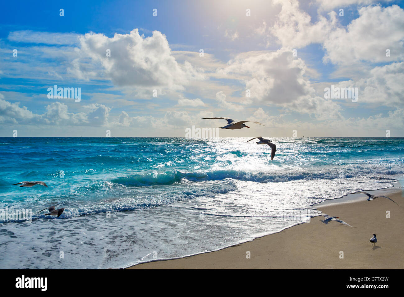 Singer Island Beach mouettes à Palm Beach en Floride USA Banque D'Images
