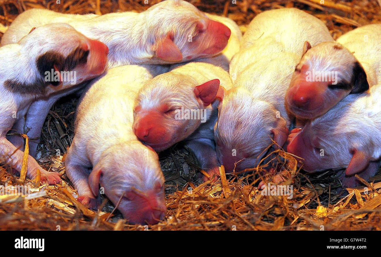 Face à un avenir incertain, ces chiots de foxborn, les derniers jours de la chasse au renard avant que l'interdiction ne devienne loi. Banque D'Images