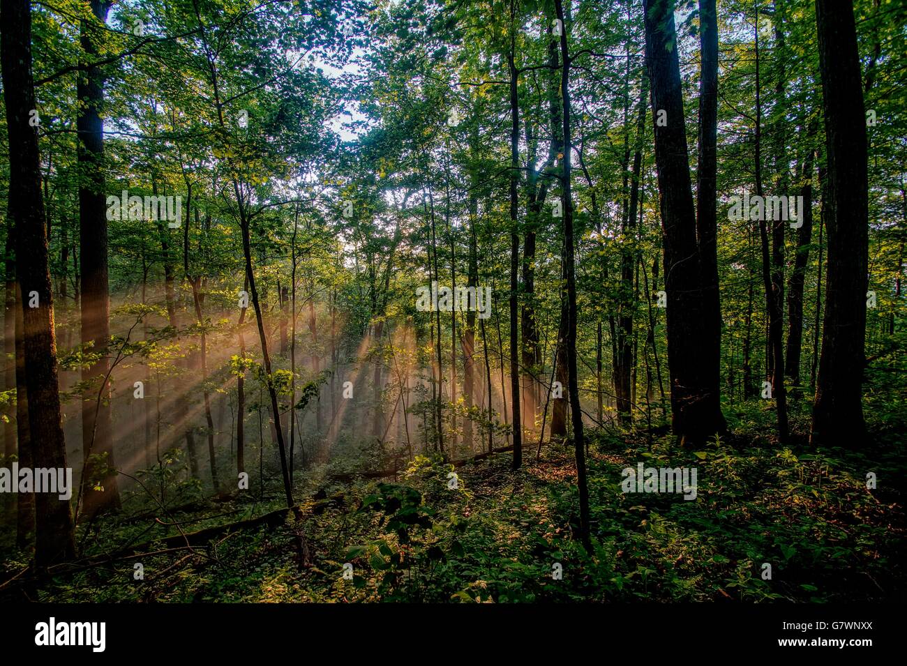 Par Shinning soleil sur le sentier des Appalaches Banque D'Images