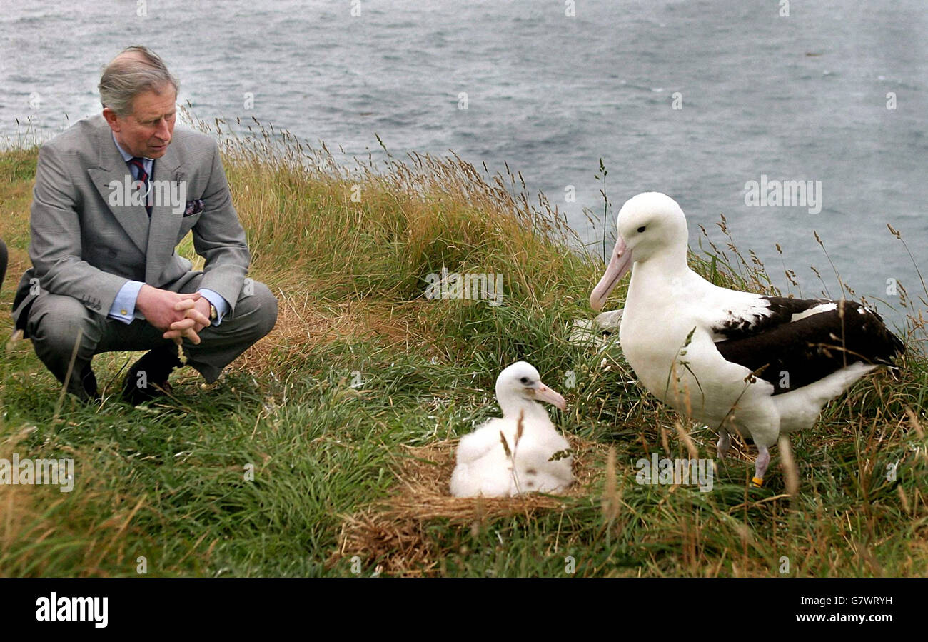 Comme ils étudient bébé albatros l'un de ses Banque de photographies et  d'images à haute résolution - Alamy