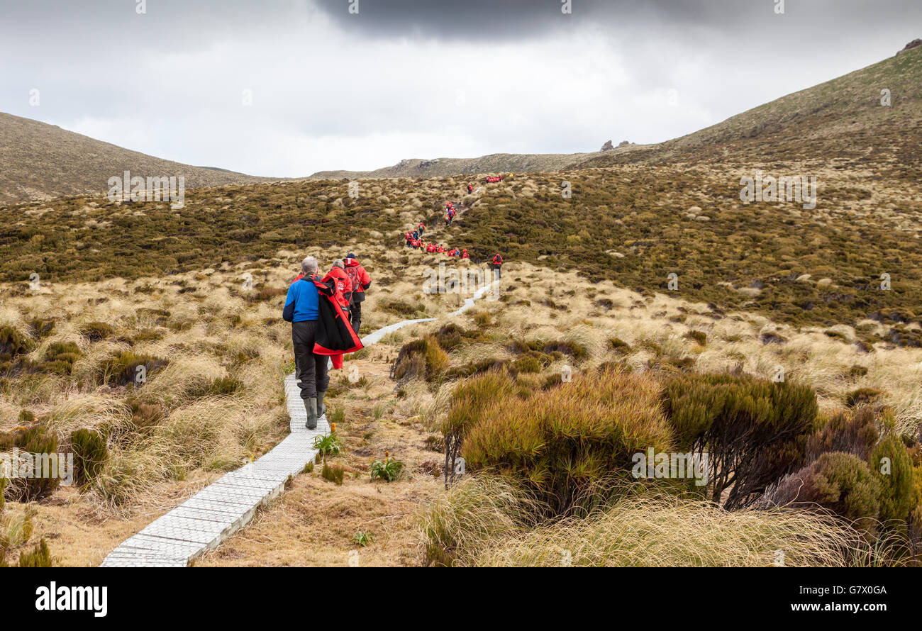 Les passagers des navires de l'expédition en randonnée sur l'île Campbell, sub-antarctiques de Nouvelle-Zélande Banque D'Images