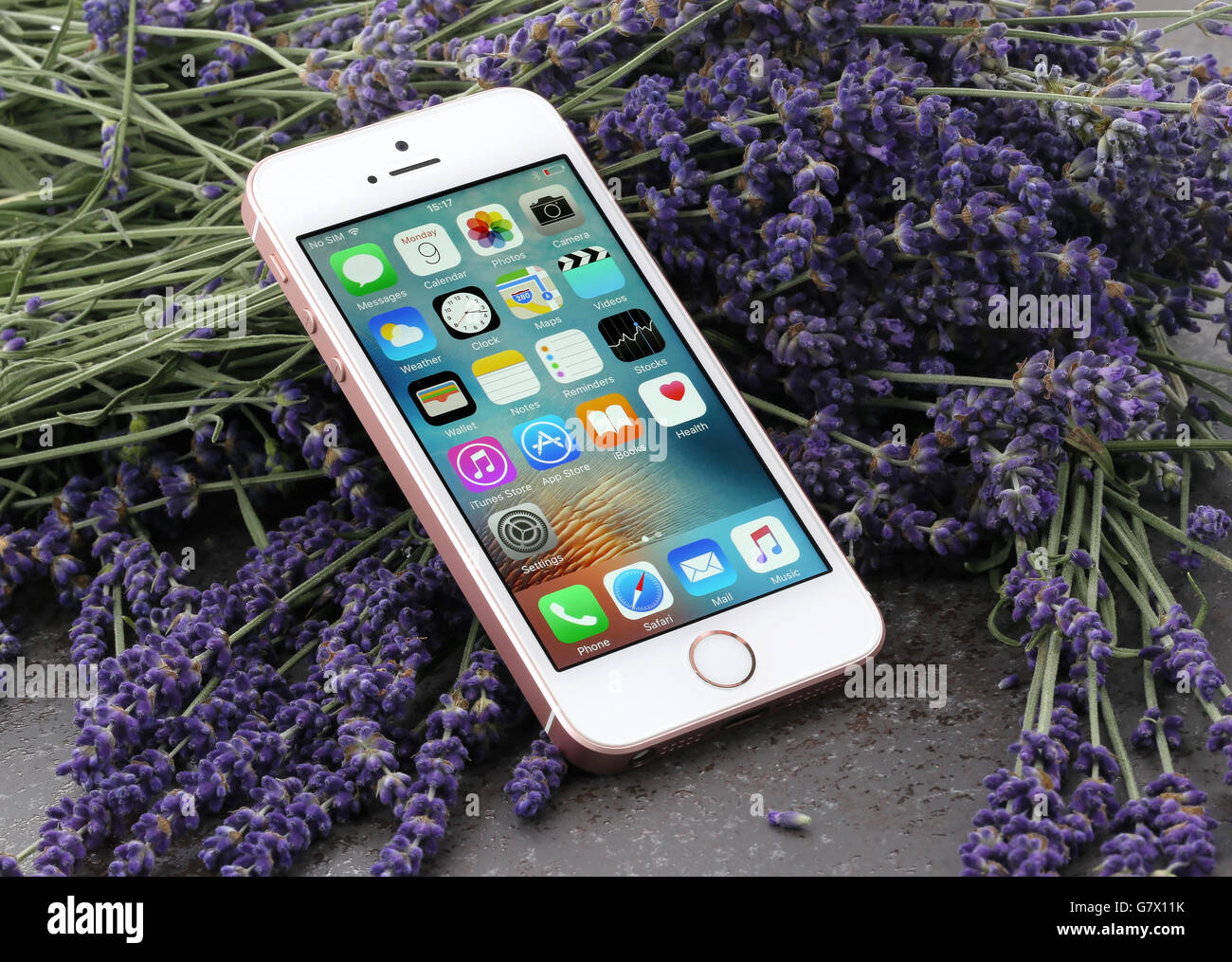 IPhone Rose SE sur un fond de lavande Banque D'Images