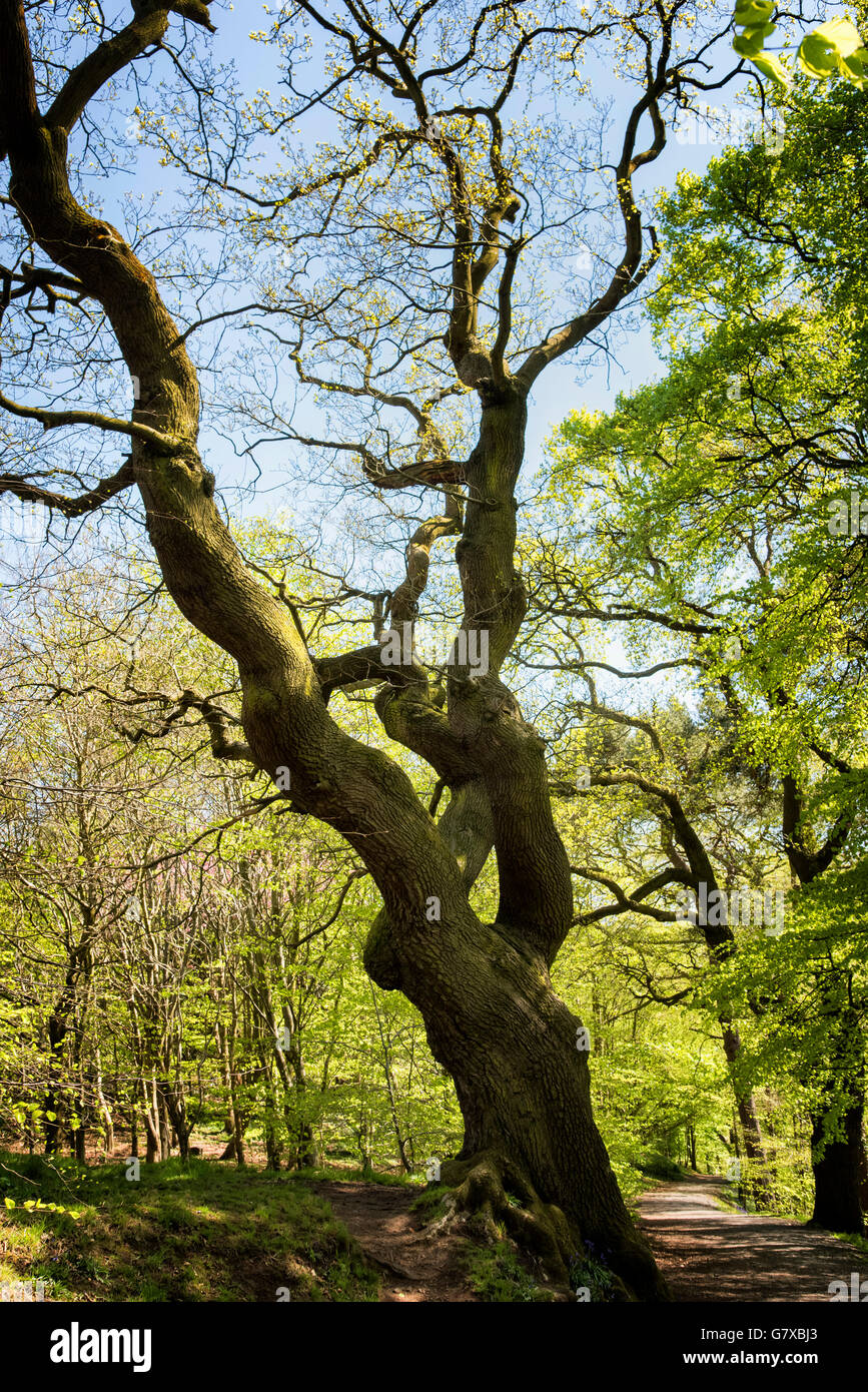 Arbre de chêne bois de hêtre dans l'Irlande du Nord Belfast Barnetts Park au début du printemps Banque D'Images